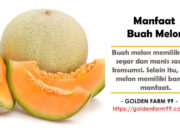 Manfaat Hebat Buah Melon Untuk Kesehatan Dan Kecantikan