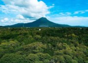 Melihat Keajaiban Alam: Menelusuri Jejak Pohon Unik Gunung