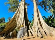 Bukti Spektakuler: Pohon Ini Saja Bisa Tumbuh Di Gunung!