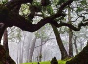 Simak Pesona Pohon-Pohon Puncak Gunung Yang Jarang Diketahui