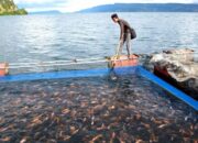 Manfaat Budidaya Ikan Dalam Mendorong Perekonomian Lokal