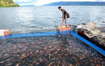 Manfaat Budidaya Ikan Dalam Mendorong Perekonomian Lokal