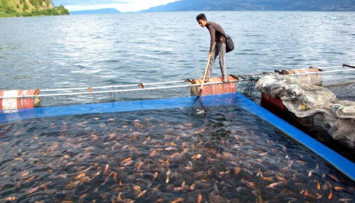Keuntungan Dan Risiko Investasi Dalam Budidaya Ikan
