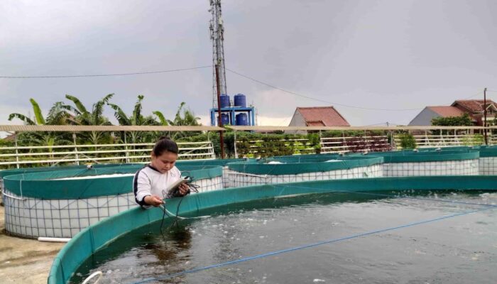 Cara Menangani Masalah Kualitas Air Dalam Kolam Ikan