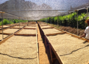 Penggunaan Energi Matahari Dalam Pertanian: Pengeringan Dan Pemanasan
