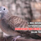 Rahasia Primbon Burung Perkutut: Ramalan Nasib Dan Keberuntungan Dari Suara Dan Gerakan Mereka