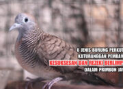 Ramalan Keberuntungan Burung Perkutut Menurut Primbon Jawa