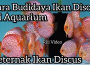 Budidaya Ikan Discus: Tips Dan Trik