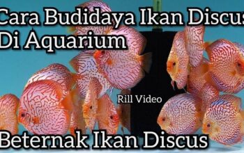 Budidaya Ikan Discus: Tips Dan Trik