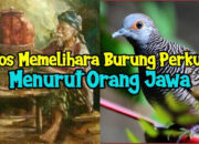 Rahasia Memelihara Burung Perkutut Menurut Primbon Jawa
