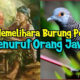 Rahasia Memelihara Burung Perkutut Menurut Primbon Jawa