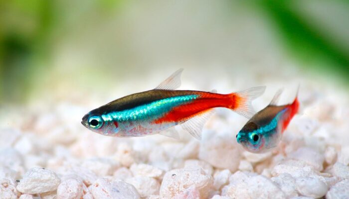 Budidaya Ikan Neon Tetra: Kecil-kecil Cabe Rawit