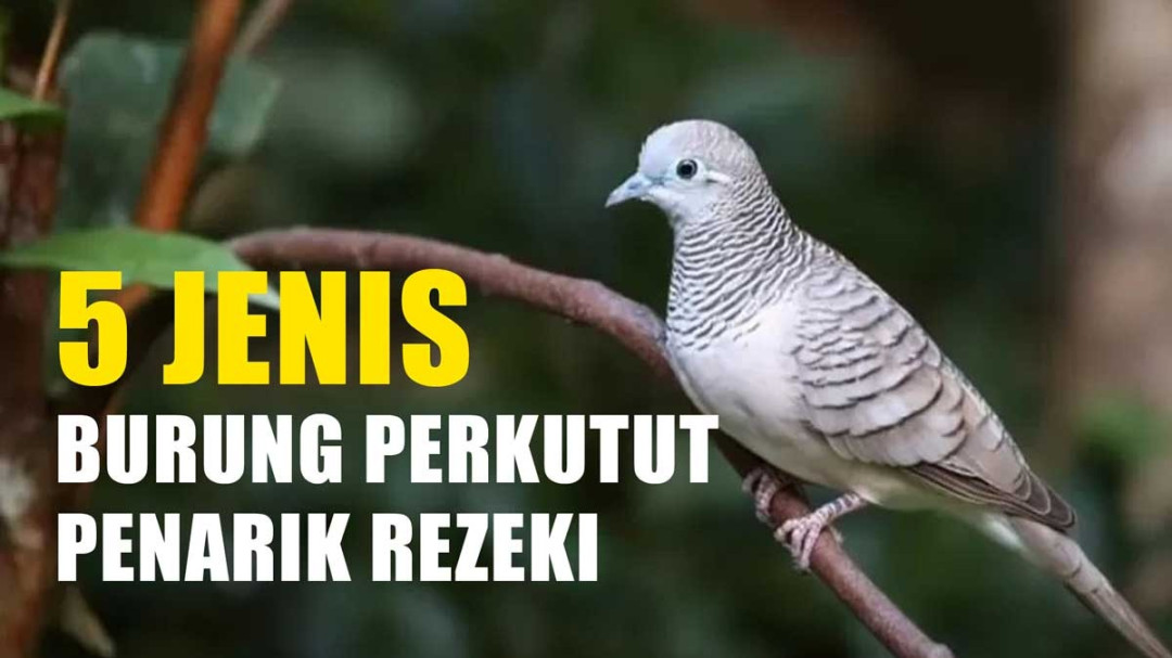 Primbon Jawa Ungkap Rahasia  Jenis Burung Perkutut Penarik Rezeki