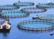Budidaya Ikan Laut: Peluang Bisnis Masa Depan