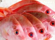 Teknik Pembenihan Ikan Kakap Merah Yang Berhasil