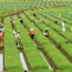 Pertanian Berkelanjutan: Menerapkan Prinsip-Prinsip Ekologi