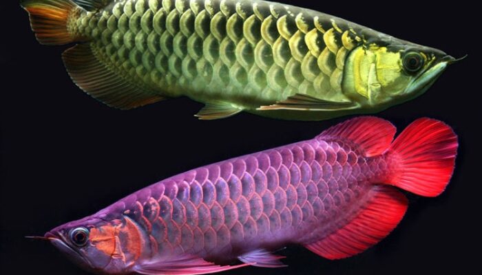 Budidaya Ikan Arwana: Potensi Dan Tantangan