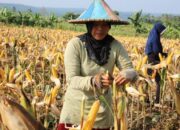 Peran Wanita Dalam Pembangunan Pertanian Dan Pemenuhan Pangan