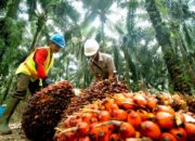 Membangun Kemitraan Yang Sukses Antara Petani Dan Konsumen