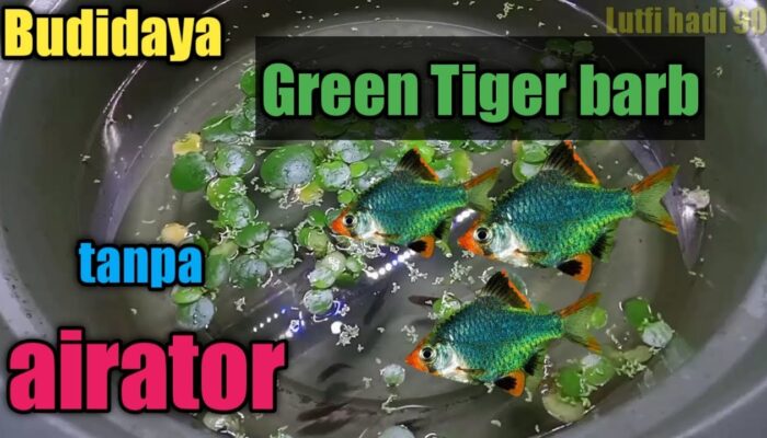 Budidaya Ikan Barbs: Prospek Dan Cara