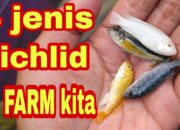 Budidaya Ikan Cichlid: Tips Sukses Berbisnis