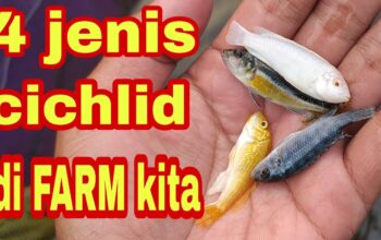 Budidaya Ikan Cichlid: Tips Sukses Berbisnis