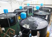Mengoptimalkan Sistem Recirculating Aquaculture (RAS)