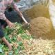 Cara Membuat Pupuk Kompos Dari Limbah Pertanian